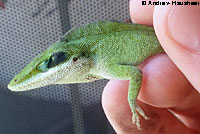 Green Anole