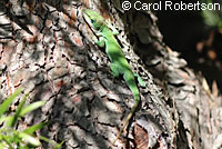 Green Anole