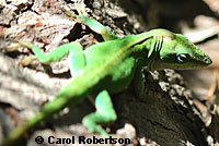 Green Anole