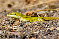 Green Anole