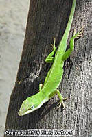 Green Anole