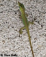 Green Anole