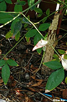 Green Anole