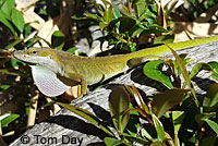 Green Anole