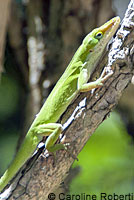 Green Anole