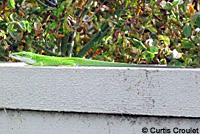 Green Anole