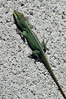 Green Anole