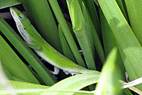 Green Anole