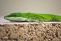 Green Anole