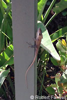 Green Anole