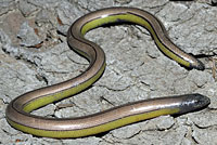 California Legless Lizard