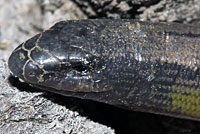 California Legless Lizard