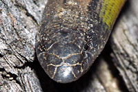 California Legless Lizard