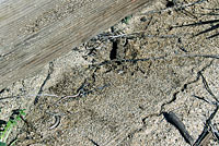 California Legless Lizard