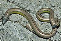 California Legless Lizard