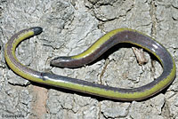 California Legless Lizard