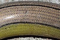 California Legless Lizard