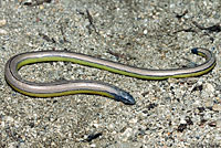 California Legless Lizard