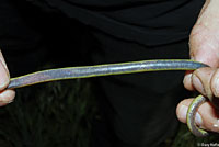 California Legless Lizard