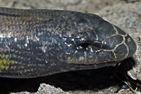 California Legless Lizard