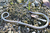 California Legless Lizard