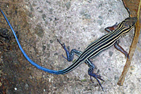 whiptail