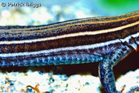 Belding's Orange-throated Whiptail