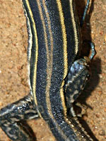 Belding's Orange-throated Whiptail