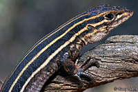 Belding's Orange-throated Whiptail