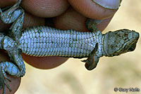 Belding's Orange-throated Whiptail