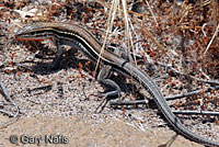 Belding's Orange-throated Whiptail