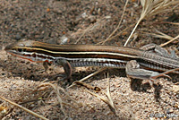 Belding's Orange-throated Whiptail