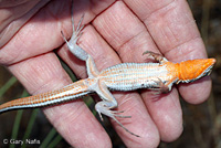 Belding's Orange-throated Whiptail