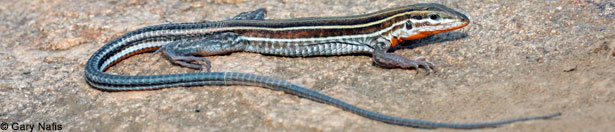 Belding's Orange-throated Whiptail