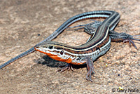 Belding's Orange-throated Whiptail