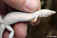 Belding's Orange-throated Whiptail