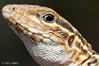 Belding's Orange-throated Whiptail