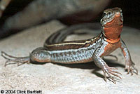 Belding's Orange-throated Whiptail