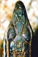 Belding's Orange-throated Whiptail