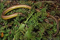 California Legless Lizard