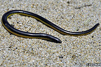 California Legless Lizard