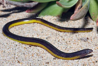 California Legless Lizard