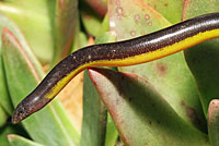 California Legless Lizard