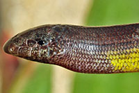 California Legless Lizard