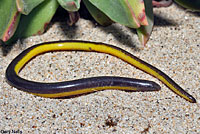 California Legless Lizard