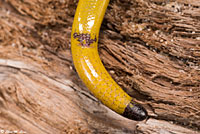 California Legless Lizard