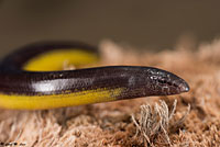 California Legless Lizard