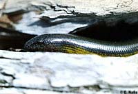 California Legless Lizard