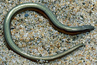 California Legless Lizard