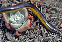 California Legless Lizard